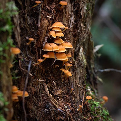 Velvet Shank Mushrooms